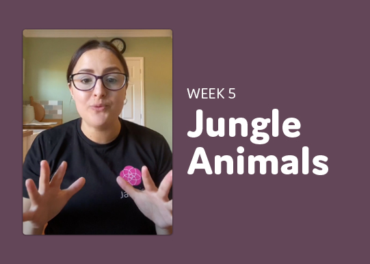 Video: Jungle Animals